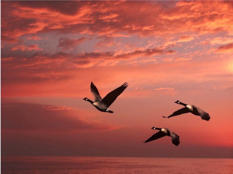 Geese Flying at Sunset — Red
