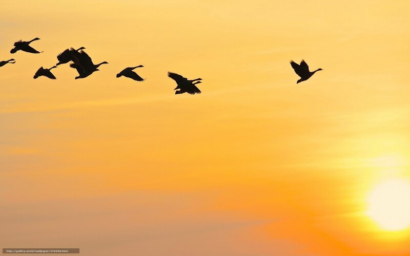 geese flying at sunset