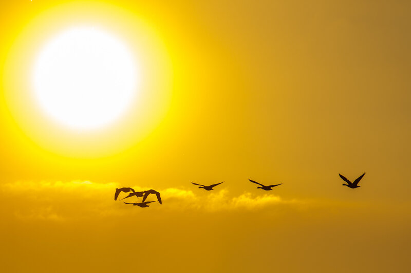 Geese Flying at Sunset — Yellow