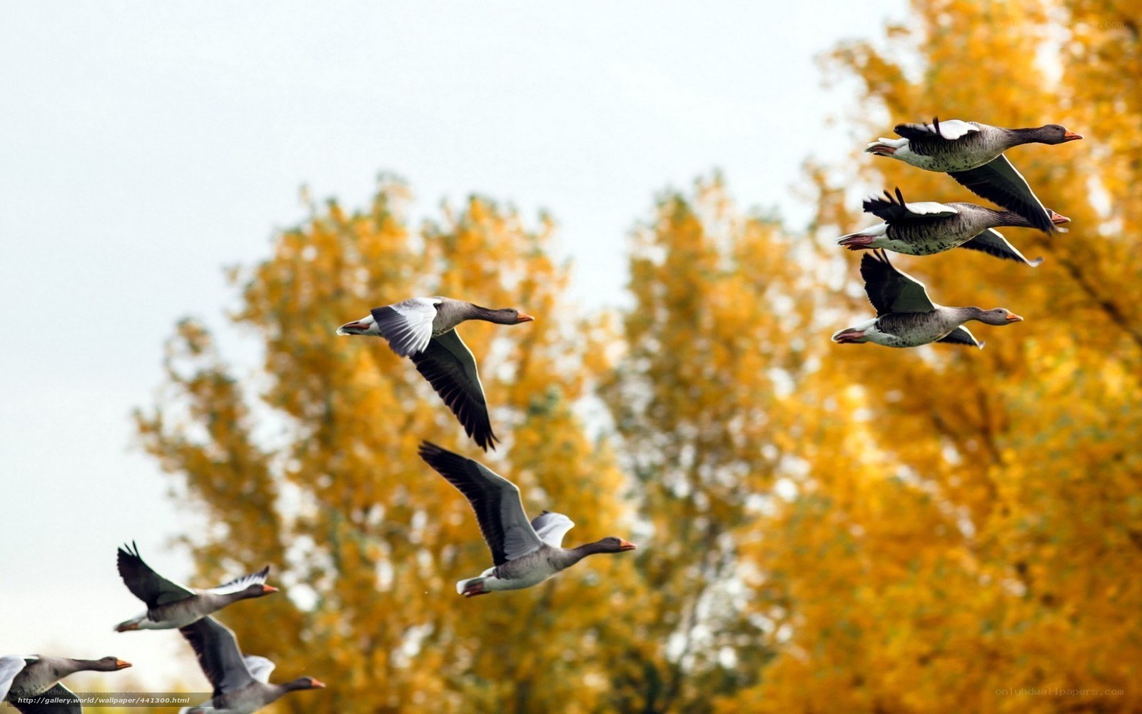 geese flying in autumn