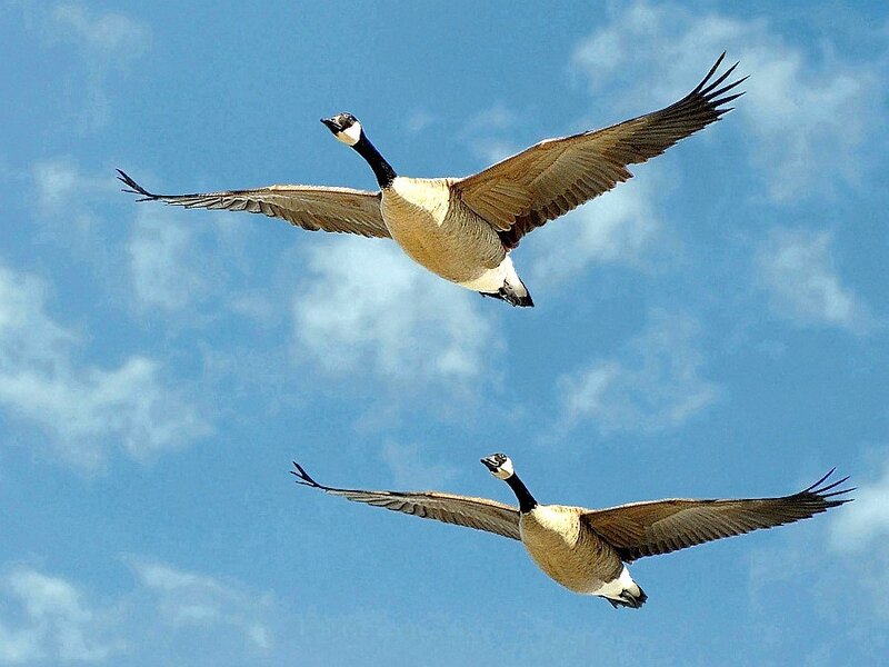 Geese flying in blue sky