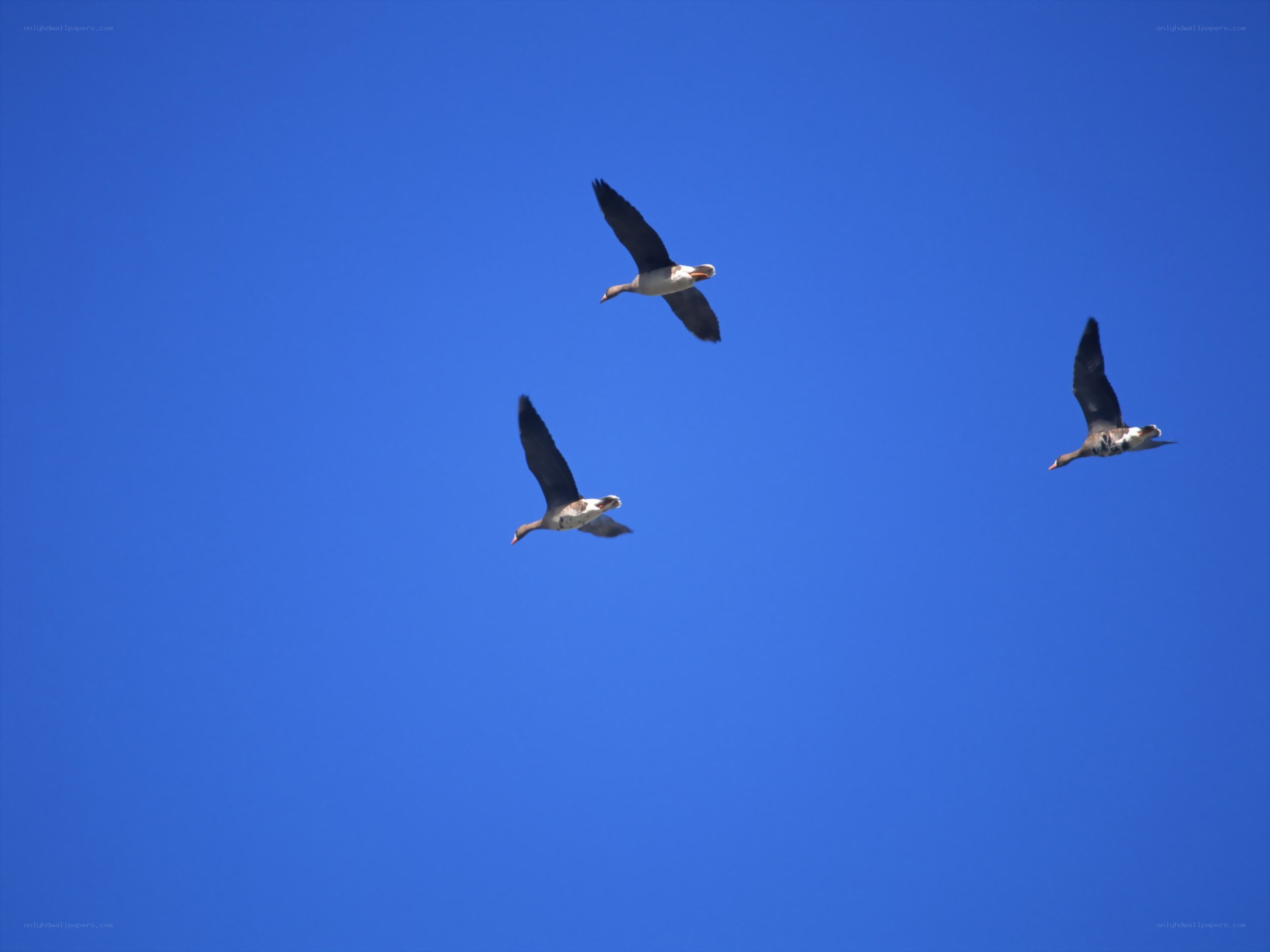 geese flying in blue sky