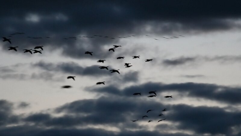 geese flying in cloudy sky