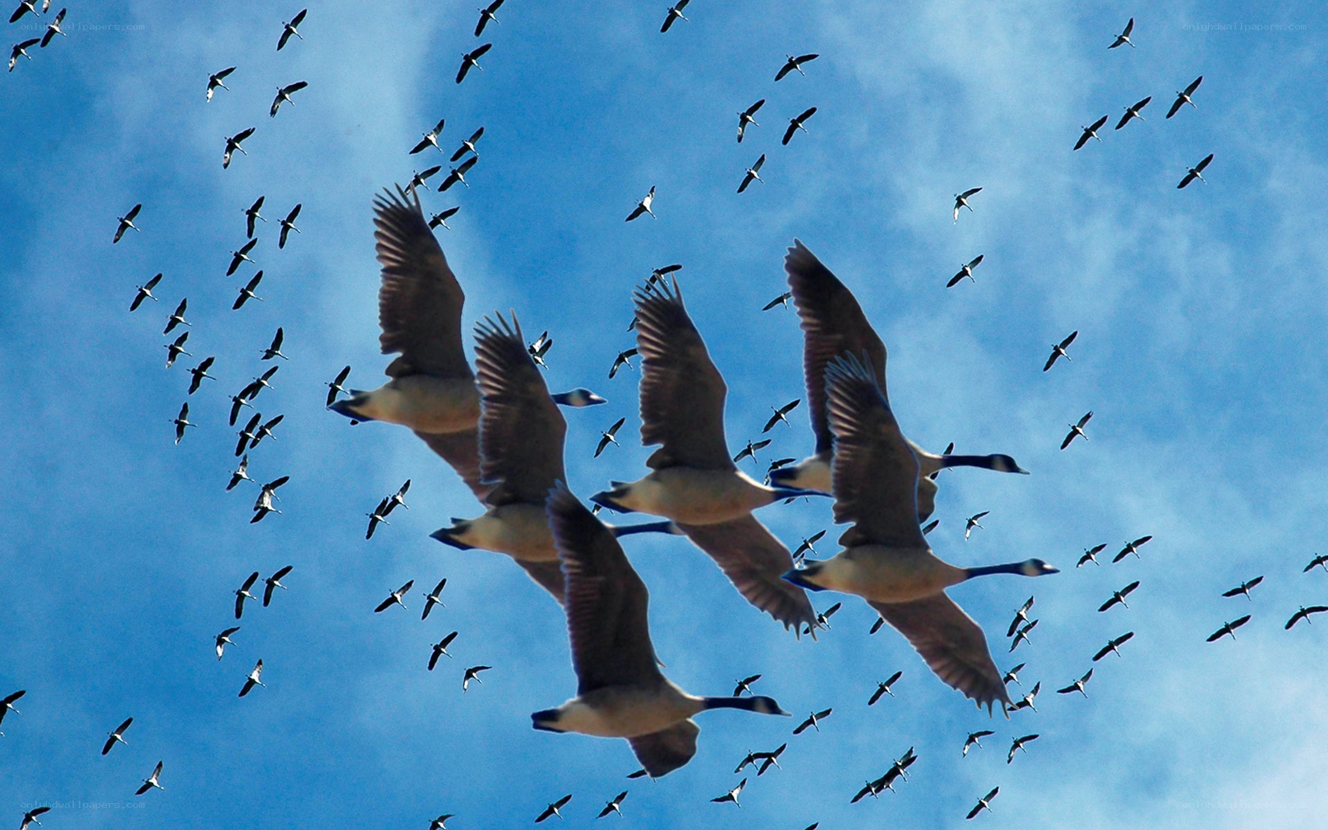 geese flying in formation