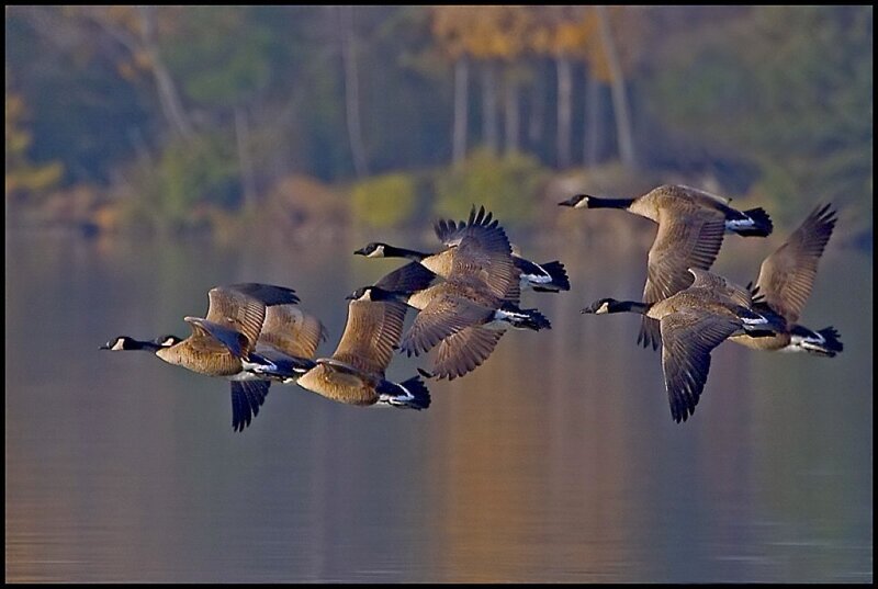 geese flying in formation