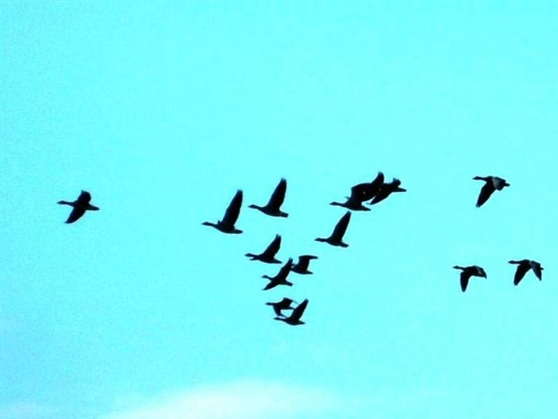 geese flying in formation