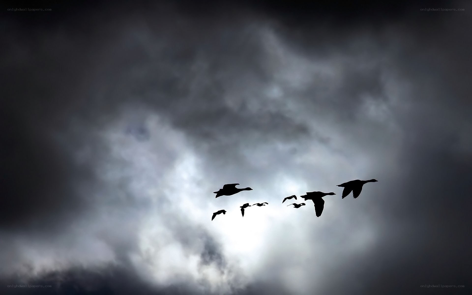 geese flying in formation