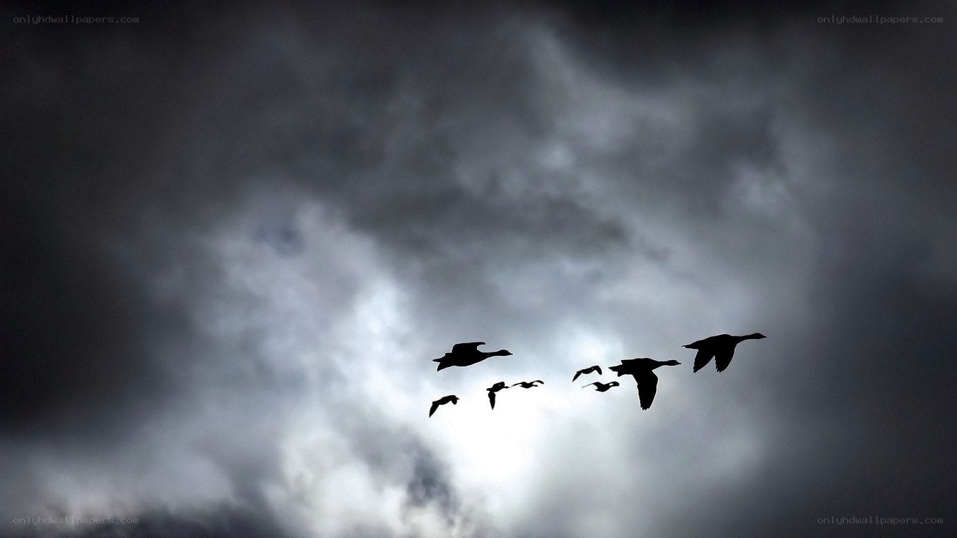 geese flying in formation