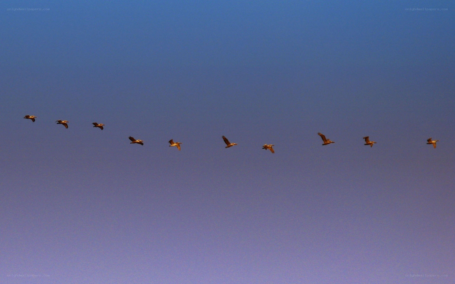 geese flying in formation