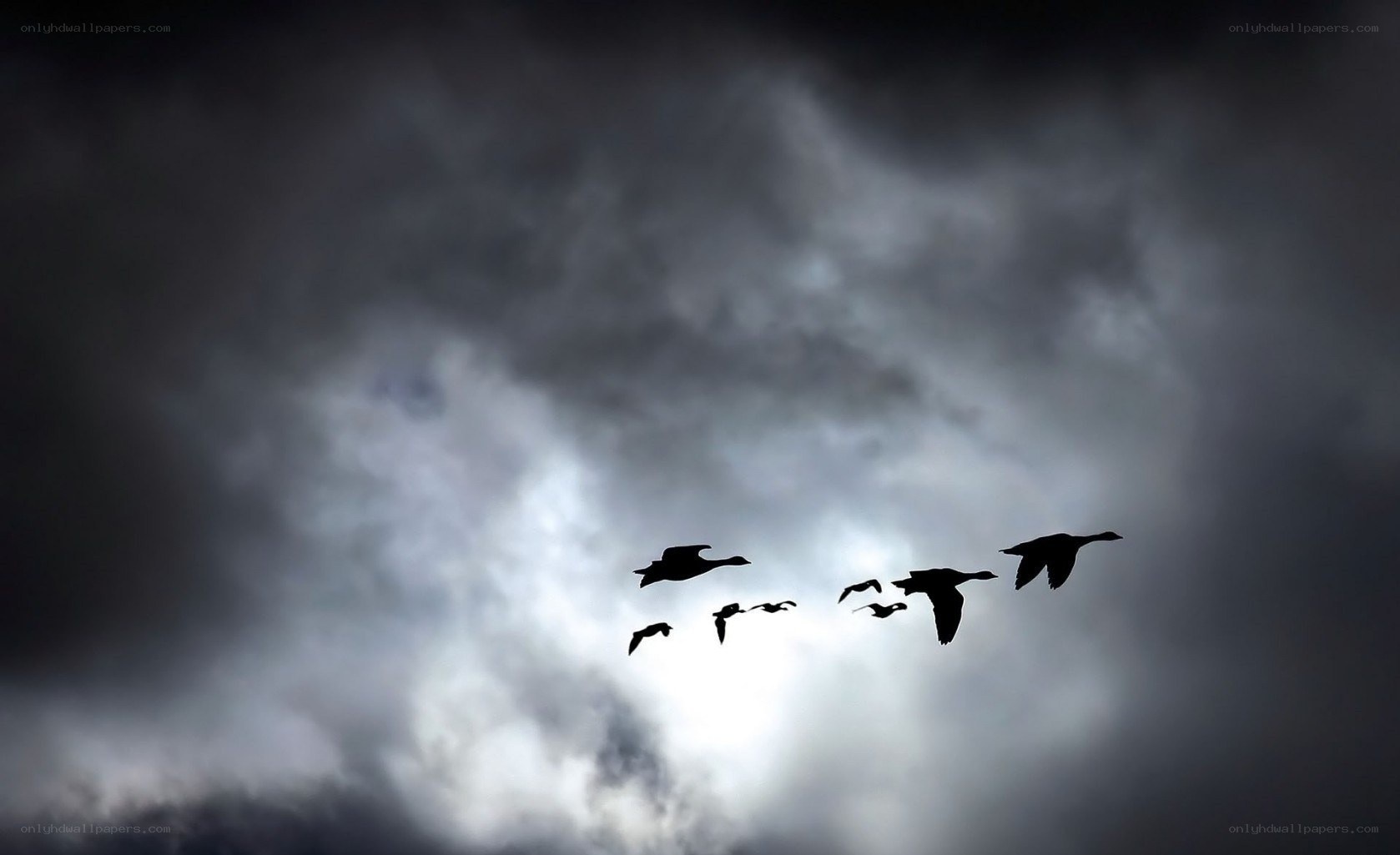 geese flying in formation