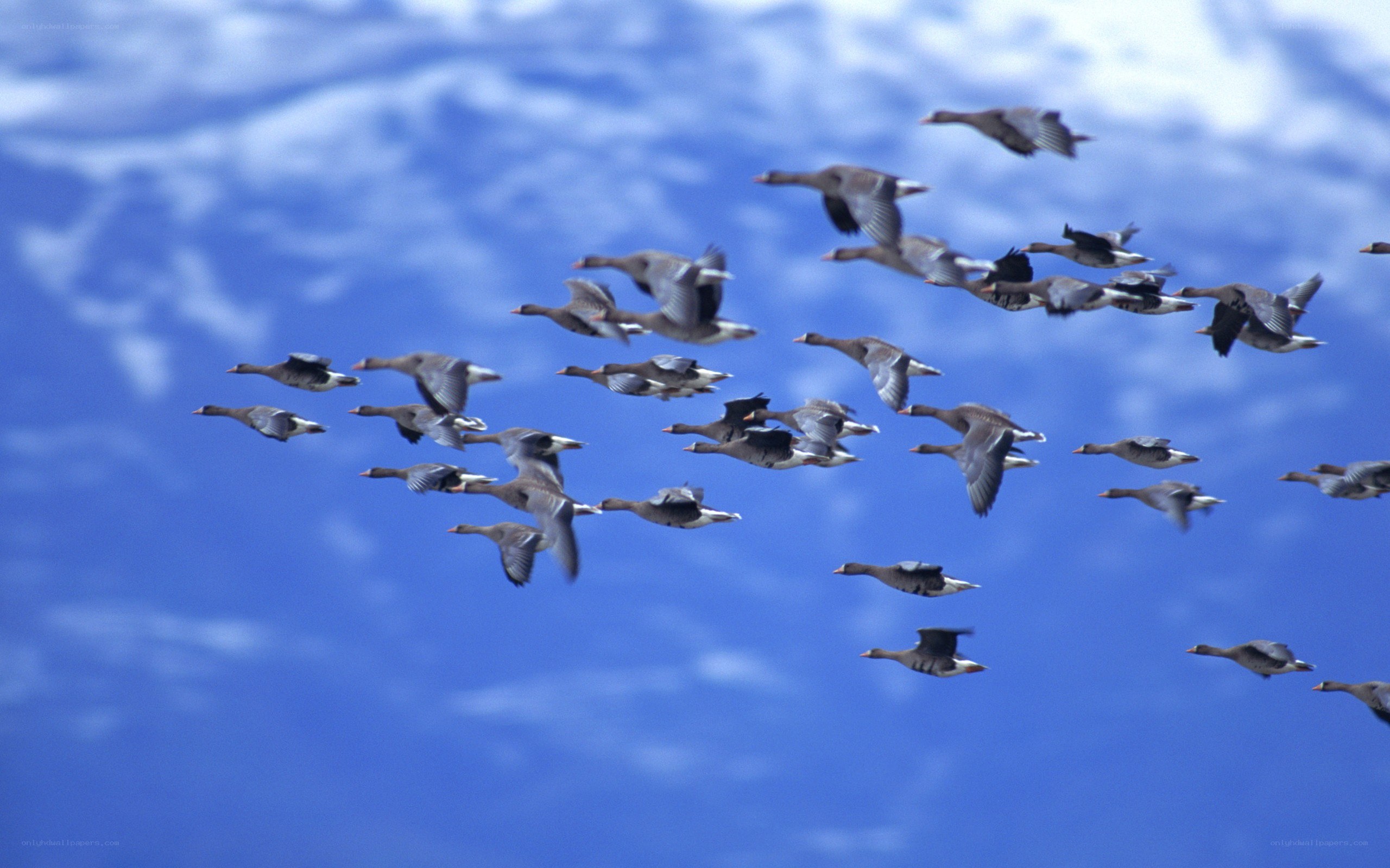 geese flying in formation