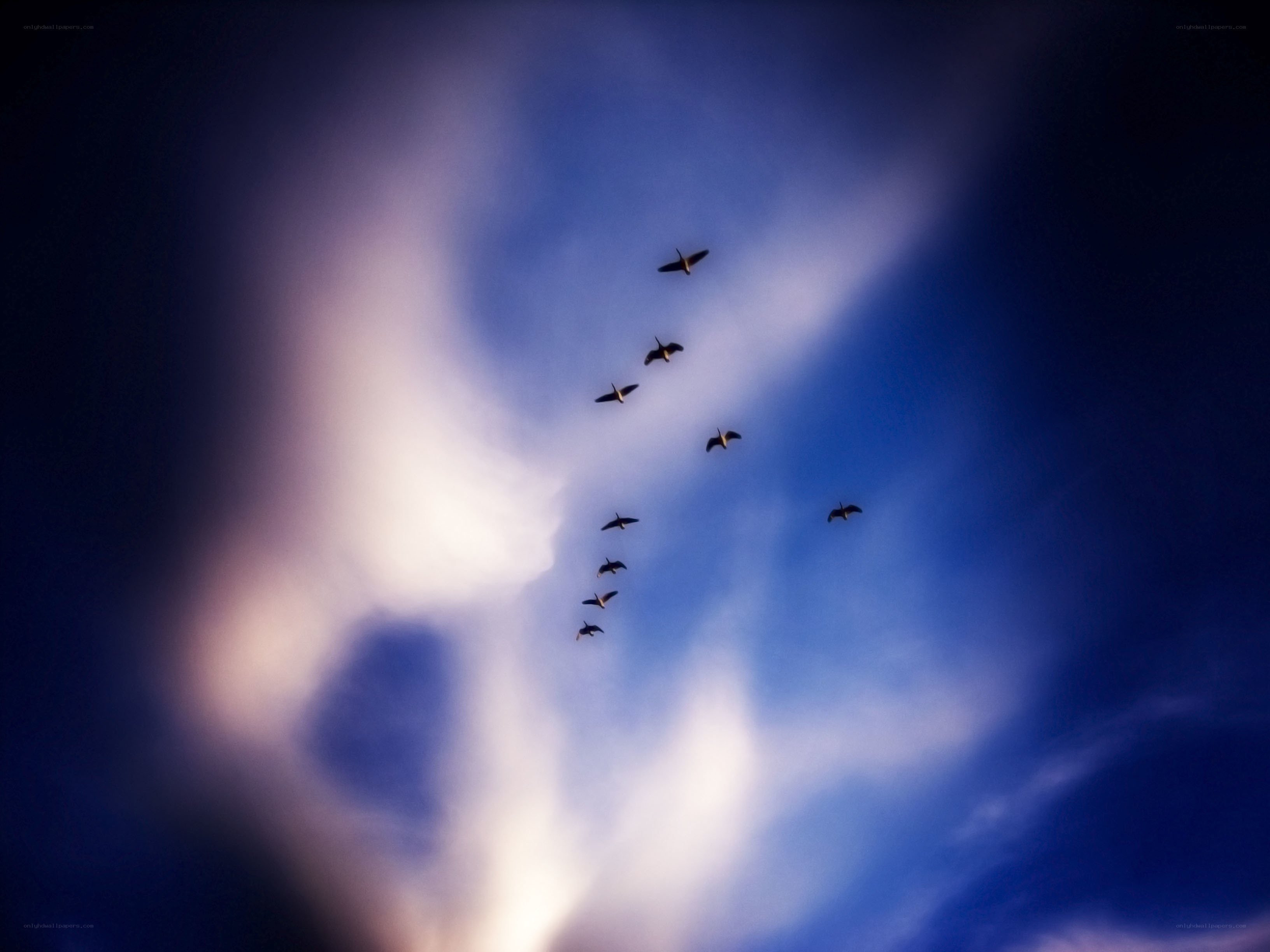 geese flying in formation