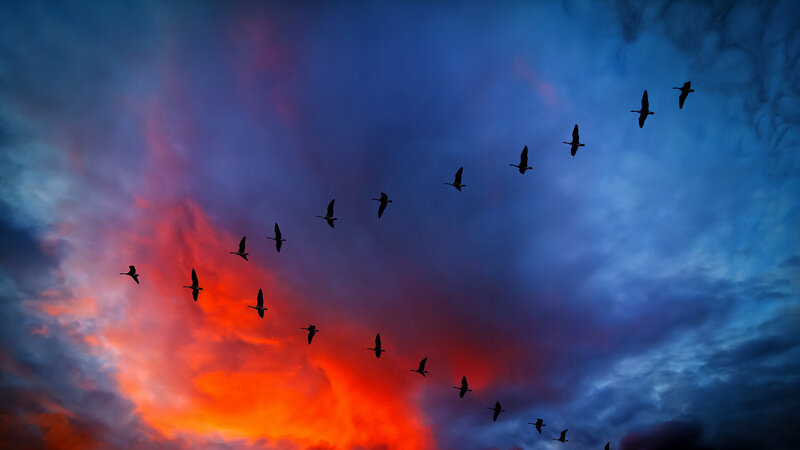 Geese Flying in Formation — Blue, Dramatic