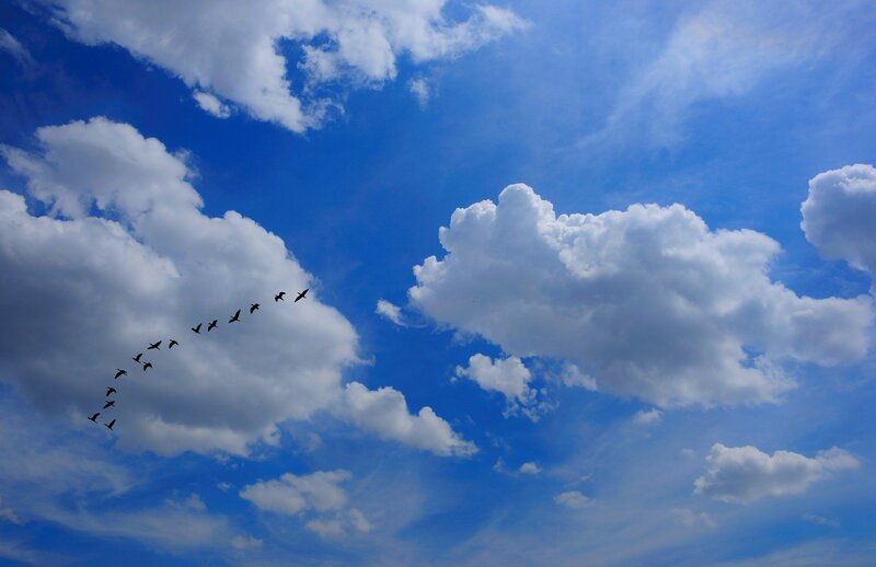 Geese Flying in Formation — Blue, Serene, Afternoon, Photograph
