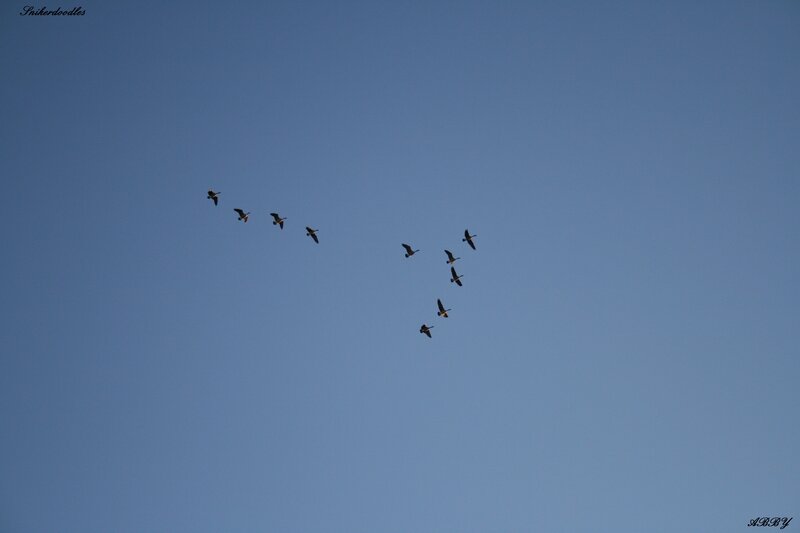 Geese Flying in Formation — Blue, Serene, Afternoon