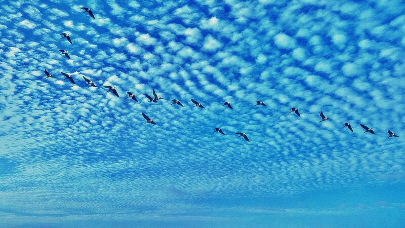 Geese Flying in Formation — Blue, Serene, Morning, Photograph, Sky, Clouds