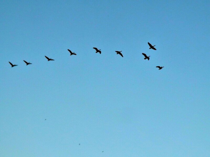Geese Flying in Formation — Blue, Serene, Morning, Photograph, Sky