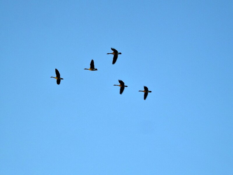 Geese Flying in Formation — Blue, Serene, Morning, Photograph