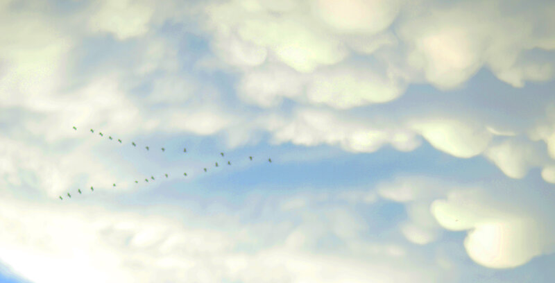 Geese Flying in Formation — Blue, Serene, Morning