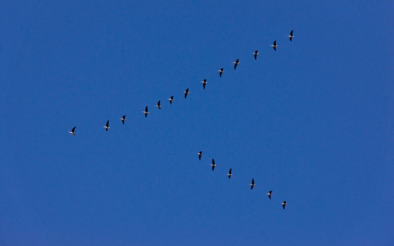 Geese Flying in Formation — Blue