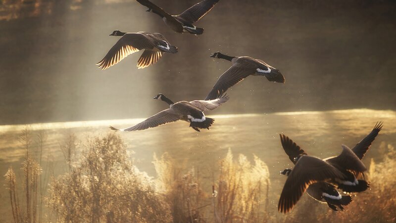 Geese Flying in Formation — Brown