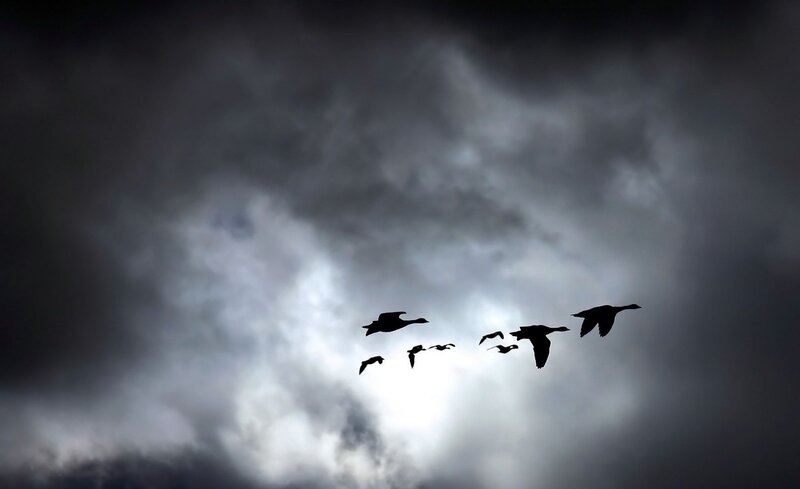 Geese Flying in Formation — Gray, Dramatic, Photograph, Clouds, Sky, Black, White