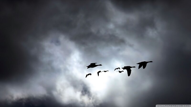 Geese Flying in Formation — Gray, Dramatic, Photograph