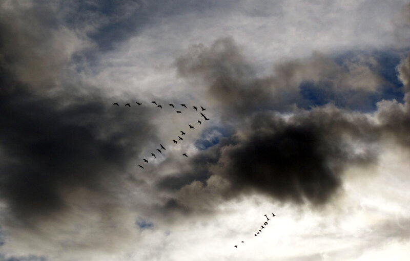 Geese Flying in Formation — Gray, Dramatic