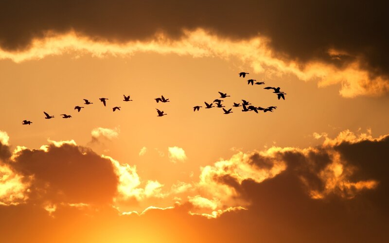 Geese Flying in Formation — Orange, Dramatic