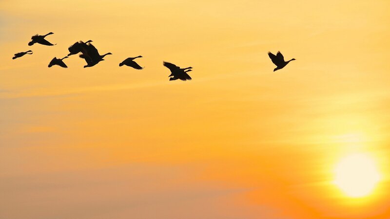 Geese Flying in Formation — Orange, Serene, Sunset, Photograph