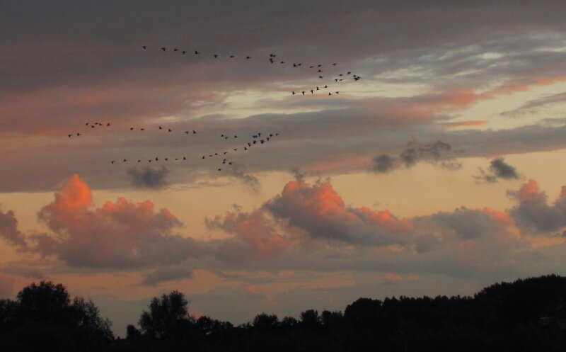 Geese Flying in Formation — Orange, Serene, Sunset