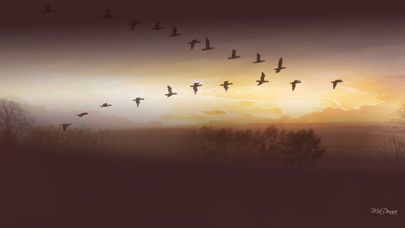 Geese Flying in Formation — Orange, Serene