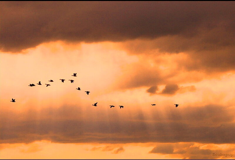Geese Flying in Formation — Orange