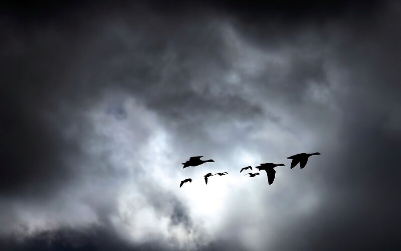 Geese Flying in Formation — Photograph