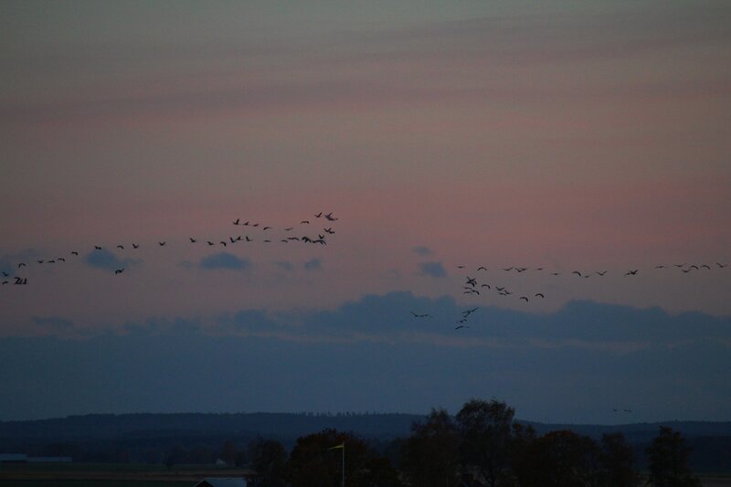 Geese Flying in Formation — Pink