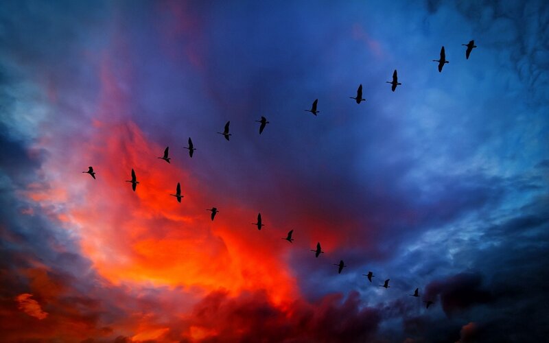 Geese Flying in Formation — Red, Dramatic, Sunset, Photograph