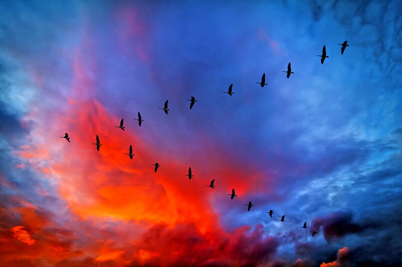 Geese Flying in Formation — Red, Dramatic, Sunset