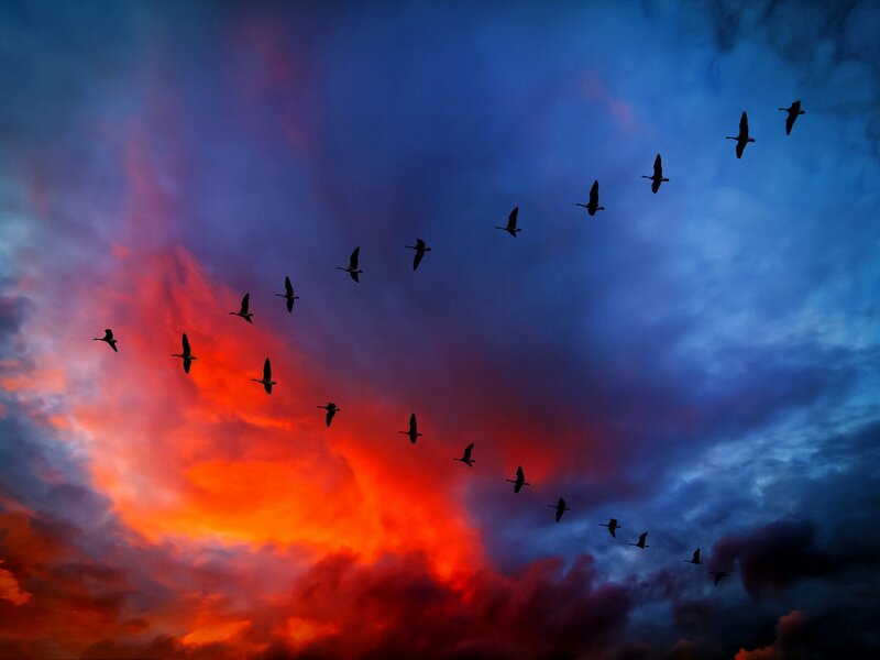 Geese Flying in Formation — Red, Dramatic
