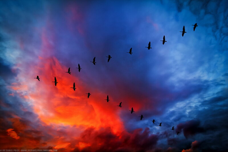 Geese Flying in Formation — Red