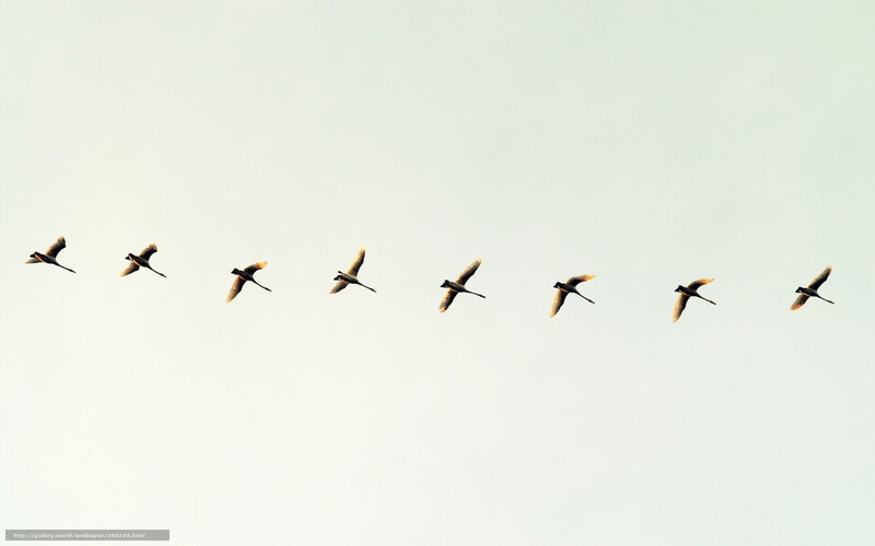geese flying in formation
