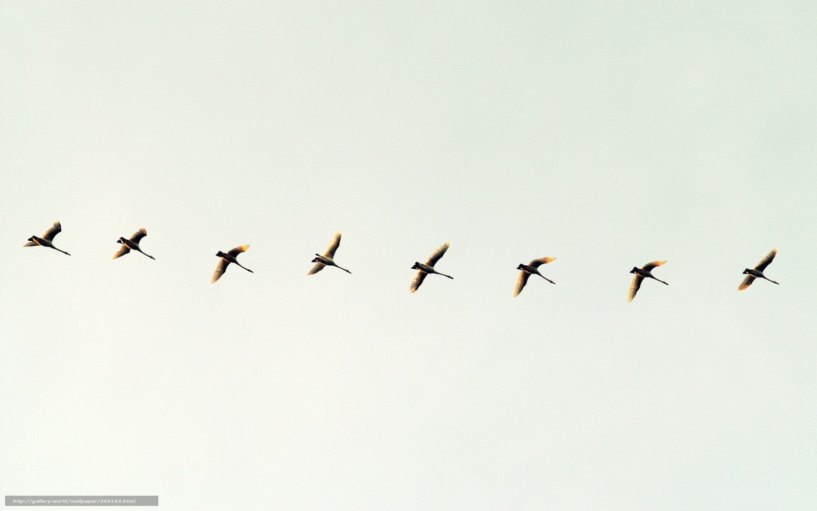 geese flying in formation