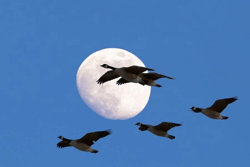 Geese flying in front of the moon
