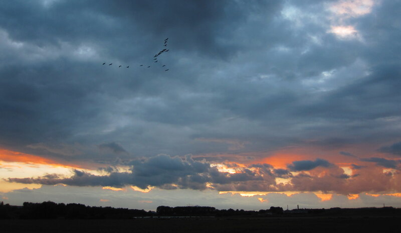 Geese Flying in Sky — Gray