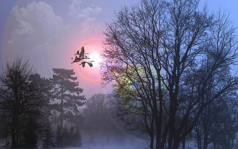 Geese Flying in Sky