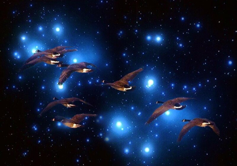 Geese Flying in Space — Blue