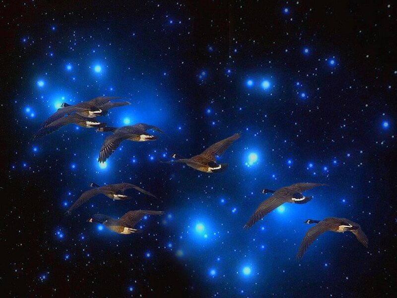 Geese Flying in Space