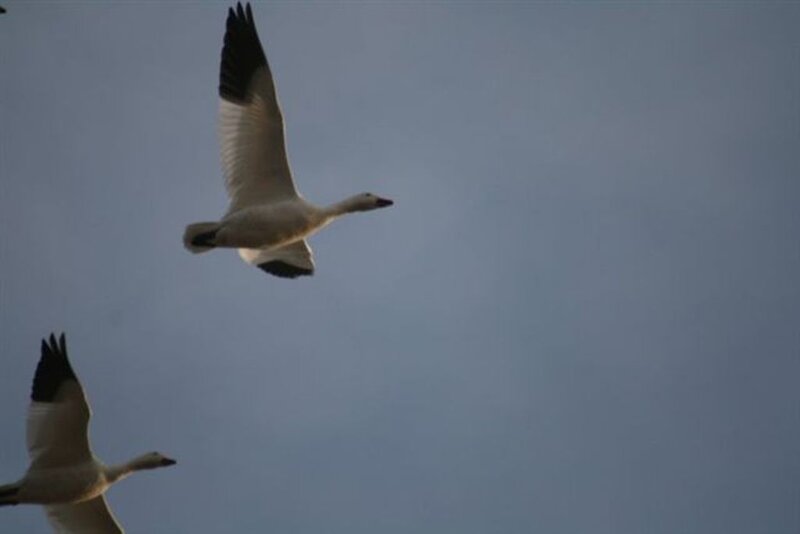 geese flying in the sky