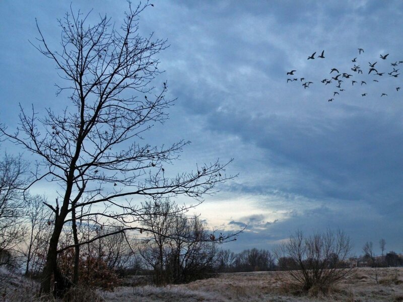 Geese flying over a frosty field
