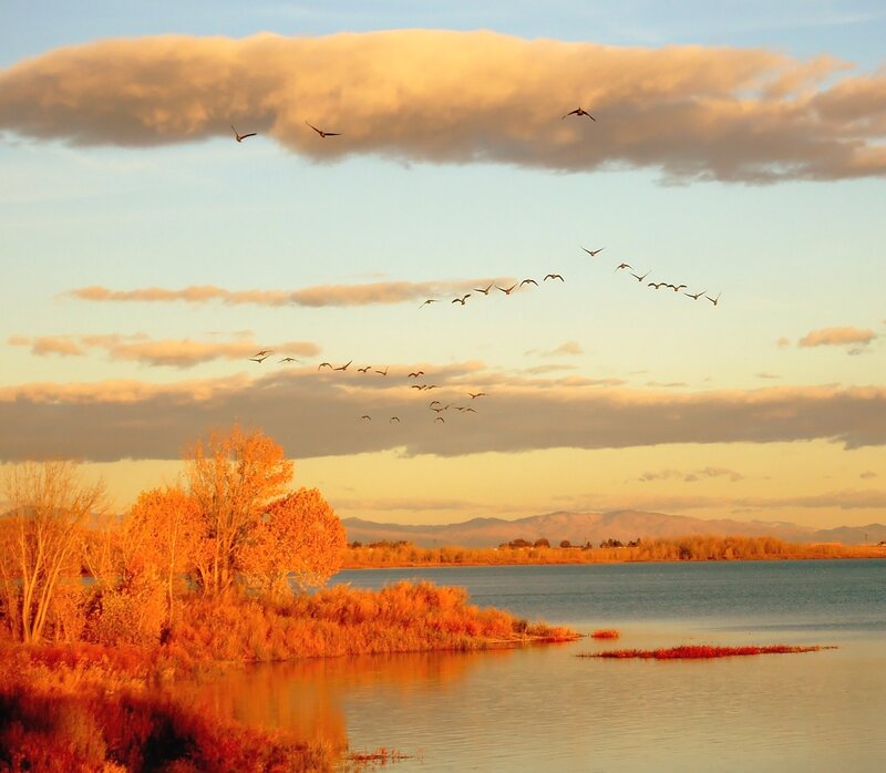 Geese flying over a lake at sunset
