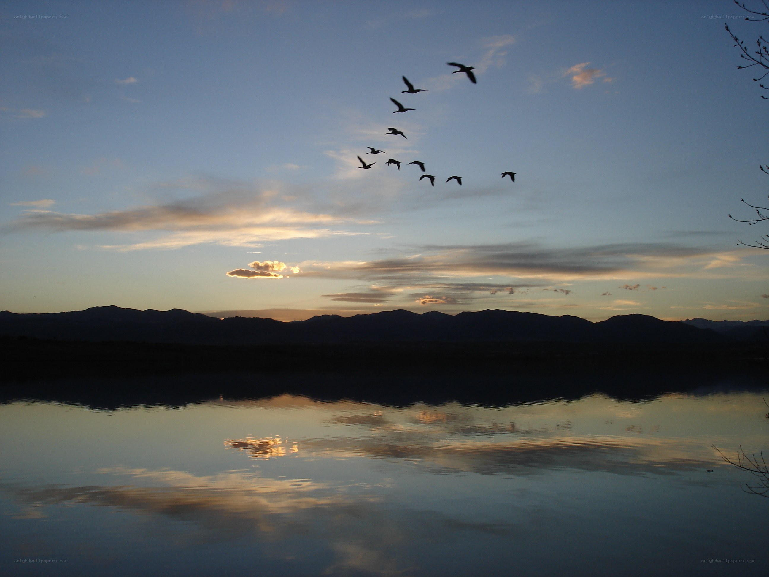 Geese flying over a lake at sunset
